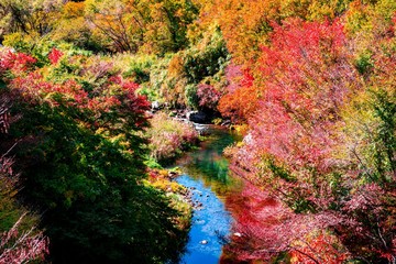 天ヶ谷渓谷の紅葉