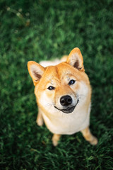 Adorable Shiba Inu sitting on green grass