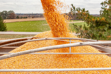 Golden corn kernals falling into a full truck.