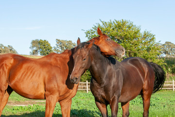 Obraz premium A chestnut horse scratching it's neck on the neck of a bay horse.