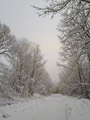 snowy path in winter landscape with trees and snow in Sandberg, Germany