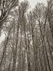 trees in the winter forest in Sandberg, Germany