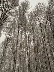 Foto auf Leinwand trees in the winter forest in Sandberg, Germany © Lilli Bähr