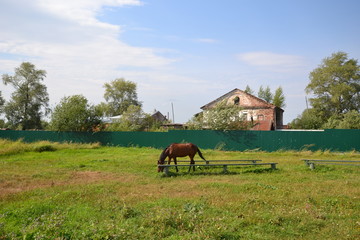 Naklejka na ściany i meble pastoral landscape: a horse grazes near the abandoned Stroganov estate in Usolye
