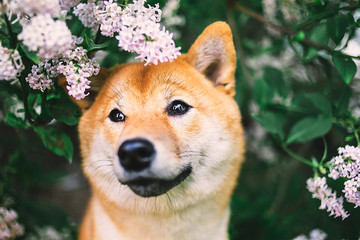 Close up portrait of adorable Shiba Inu near blooming bush