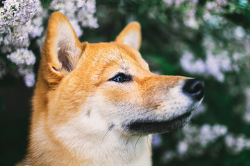 Close up portrait of adorable Shiba Inu near blooming bush