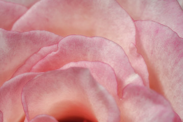pink rose petals