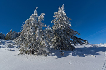 Fototapeta na wymiar Winter view of Vitosha Mountain with trees covered with snow, Sofia City Region, Bulgaria