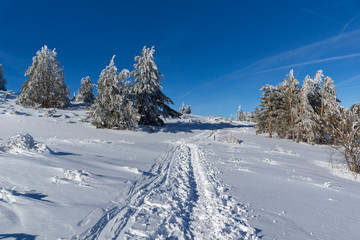 Fototapeta na wymiar Winter view of Vitosha Mountain with trees covered with snow, Sofia City Region, Bulgaria