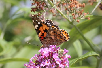 distelfalter