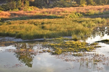Golden Morning Light Mirrors Clouds and Grasses on Pond