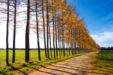 Naklejka premium カラ松の防風林