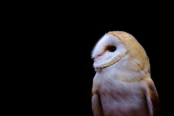 Barn owl portrait