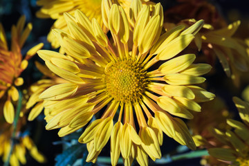 Yellow chrysanthemums close up in autumn Sunny day in the garden. Autumn flowers. Flower head