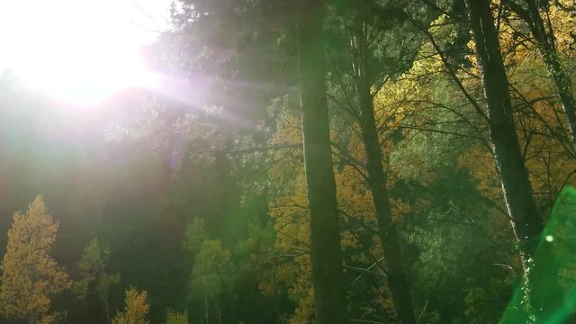 Walking in the forest with sun rays passing between the trees with yellow leaves