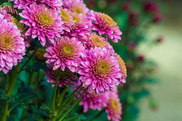 Fototapeta premium Pink chrysanthemums close up in autumn Sunny day in the garden. Autumn flowers. Flower head