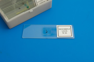 microscope slide on a blue table. Chemistry, biology, home schooling, experiments