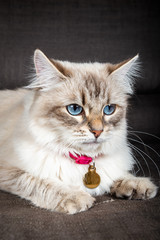 Neva Masquerade Cat, variety of the Siberian cat