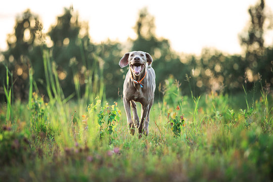 Adorable thoroughbred Hungarian Vizsla puppy running on meadow