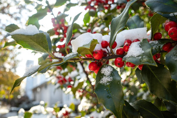 Holly Berries with snow