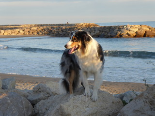 Meerlandschaft mit Hund
