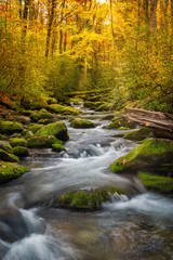 Stream in great smoky mountain national park