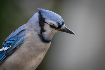 Blue Jay