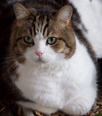 Big Cat in the garden 