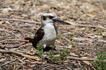 Laughing kookaburra standing on the ground  in Western Australia