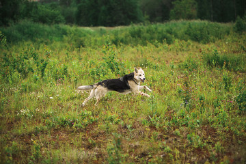 Playful Shepherd dog running on meadow on green grass