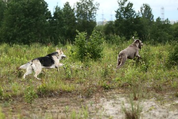 Active Shepherd and Weimaraner dogs playing in forest