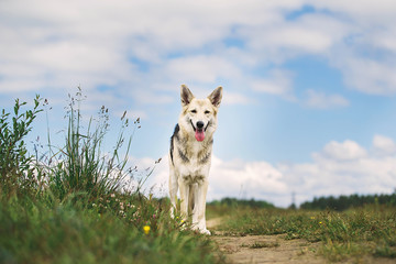 Focused Shepherd dog standing on path on field