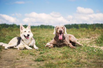 Focused Shepherd and Purebred Weimaraner hound dogs lying on path on field