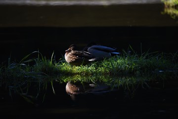 Mallard in the pond / Mallard males have green head and females with brown feathers.