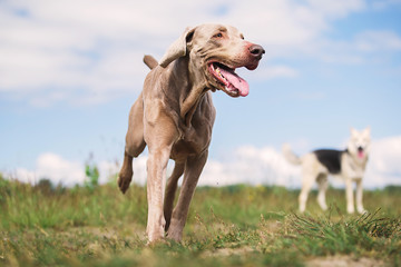 Happy Weimaraner dog playing in summer field