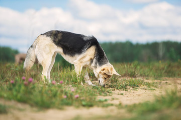 Naklejka na ściany i meble Intelligent Shepherd dog sniffing ground in field