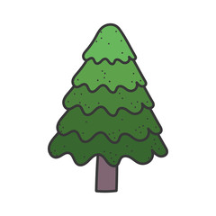 pine tree foliage botanical on white background