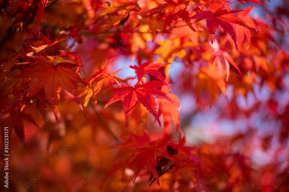 Wall mural red maple leaves in autumn