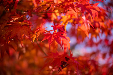 red maple leaves in autumn