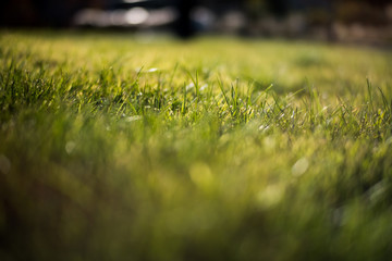 grass field