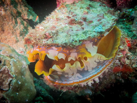 Thorny Oyster (Spondylus varius), Also known as Bivalves, Chrysanthemum Shells and Molluscs in a coral reef near Anilao, Philippines.  Marine life and underwater photography.