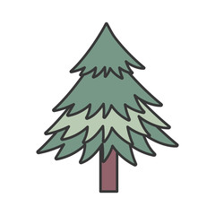 pine tree foliage botanical on white background