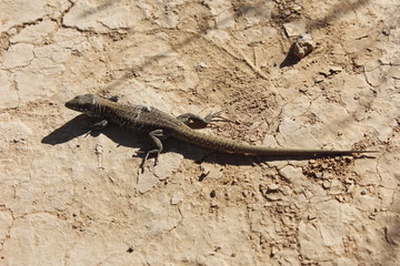 Lagarto endémico de Fuerteventura (gallotia stehlini)