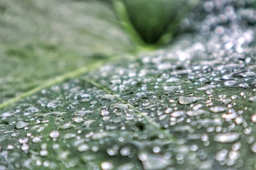 water drops on green leaf