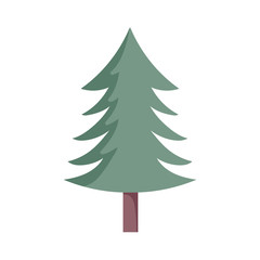pine tree foliage botanical on white background