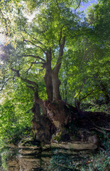 arbre rocher bout du monde
