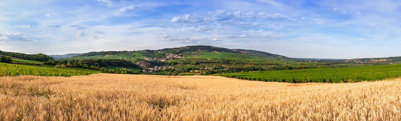 Fototapeta na wymiar panorama champ de blé