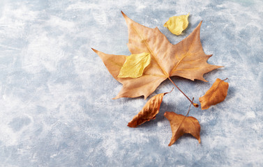 Autumn leaves on rustic background. Copy space. 