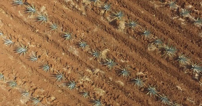 tequila aerial shot