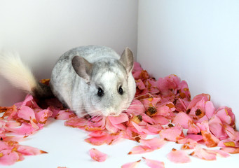 A beautiful domestic chinchilla female with a nice white fur.  it is an animal considered as a rodent and a exotic pet.